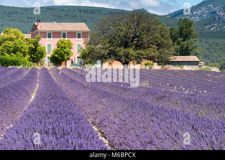 Lavendelfelder Roussillon Apt Vaucluse Provence-Alpes-Côte d'Azur Frankreich Stockfoto