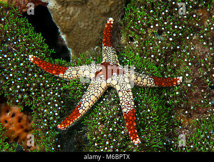 Halskette starfish- oder Seesterne (Fromia monilis) ruht auf Coral von Bali Stockfoto