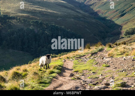 Schafe auf einem Hügel im Peak District Landschaft mit Grindsbrook Clough unten. Die Nab, Kinder Scout, Derbyshire, England, UK im Herbst Stockfoto