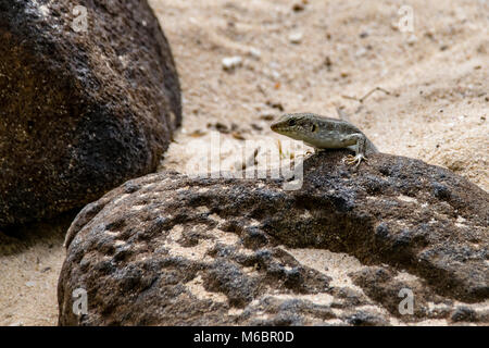 Lizard ruht auf einem Felsen und Aufnahme der Wärme von der Sonne in Boa Vista, Kap Verde Stockfoto