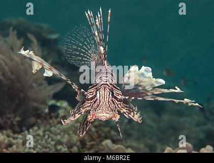 Indopazifik Rotfeuerfische (Pterois volitans) schwimmen über Korallen von Bali Stockfoto