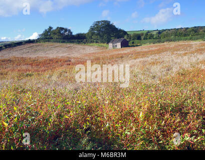 Eine späte Sommer Blick auf eine bunte Wiese Heu in die North York Moors National Park. Stockfoto