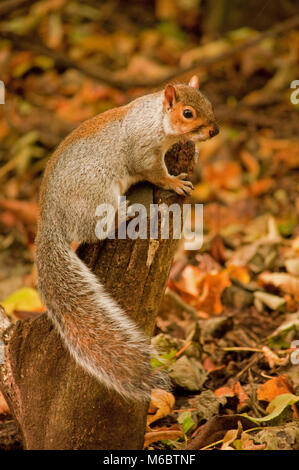 Graue Eichhörnchen auf Baumstumpf Stockfoto