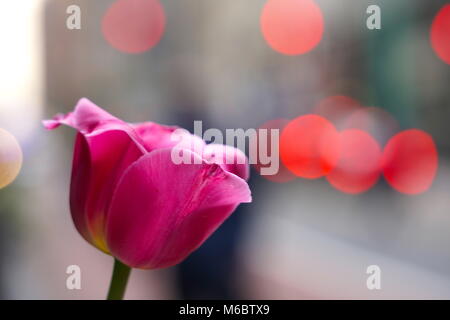 Tulip Nahaufnahme Bild - geringe Tiefenschärfe bokeh Hintergrund Textur der hektischen Stadt Ampel im Frühling blüht in der großen Stadt Stockfoto
