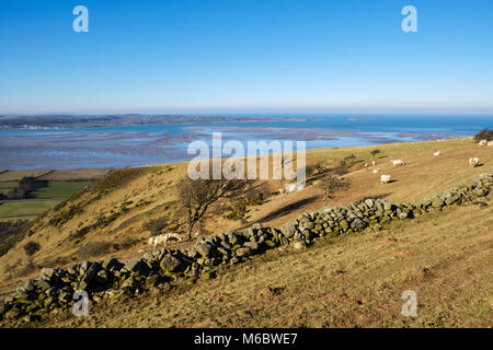 Trockenmauer mit Schafe auf Hügel oberhalb Menaistraße an der Nordküste in der Nähe von Abergwyngregyn, Gwynedd, Wales, Großbritannien, Großbritannien Stockfoto