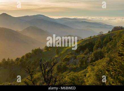 Letztes Licht, Ventana Wilderness, Los Padres National Forest, Big Sur, Monterey County, Kalifornien Stockfoto