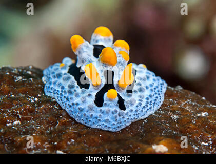 Himmlische Phyllidia coelestis phyllidia () Nacktschnecke kriecht auf Korallen von Bal Stockfoto