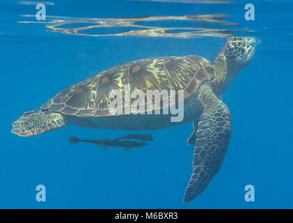 Grüne Meeresschildkröte (Chelonia mydas) schwimmt auf der Oberfläche zu atmen Luft mit schiffshalter Echeneis naucrates (Fisch), Bali, Indonesien Stockfoto