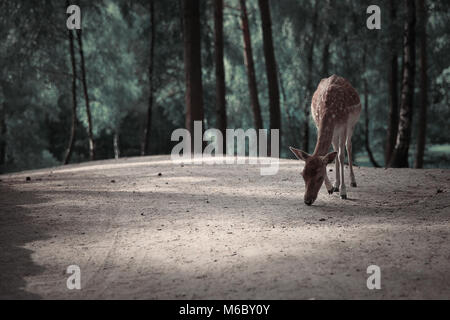 Bild des einsamen Rehe im Herbst wald landschaft Stockfoto