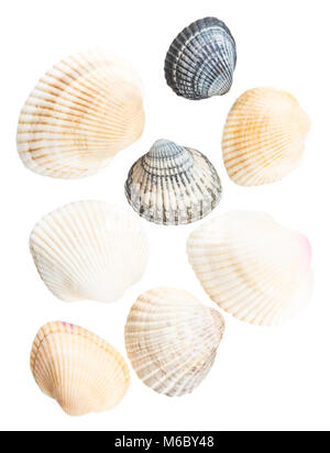 Sammlung von Muscheln auf weißem Hintergrund. Stockfoto