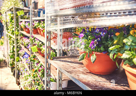 Viola tricolor in einem keramischen Topf mit anderen Blumen in einem outdoor Shop verkauft wird Stockfoto