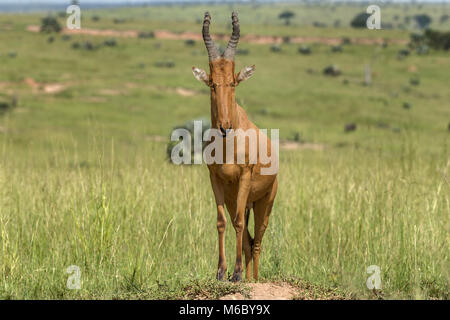 Lelwel hartebeest (Alcelaphus buselaphus lelwel), auch bekannt als Jackson's hartebeest der Murchison Falls National Park, Uganda, Afrika Stockfoto