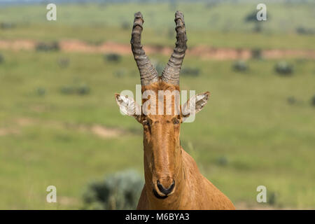 Lelwel hartebeest (Alcelaphus buselaphus lelwel), auch bekannt als Jackson's hartebeest der Murchison Falls National Park, Uganda, Afrika Stockfoto