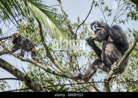 Mutter und Kind essen Bild Schimpanse Kimbale Forest National Park Uganda Afrika Stockfoto