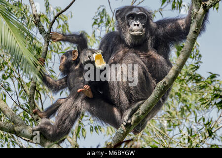 Mutter und Kind essen Bild Schimpanse Kimbale Forest National Park Uganda Afrika Stockfoto