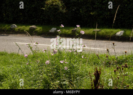 Moschus - Malve Malva moschata blühen auf ein Gras Kante Stockfoto