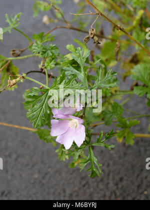 Moschus - Malve Malva moschata Blüte im Januar Stockfoto