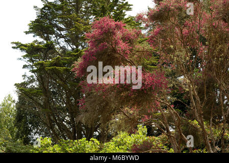 Besen Tee - Tree, Leptospermum scoparium Stockfoto