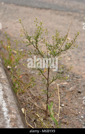 Schmale-leaved Pepperwort, Lepidium ruderale Stockfoto