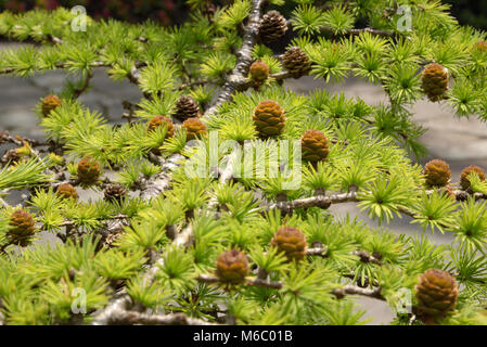 Junge Kegel von Bonsai Lärche, larix im Garnish Island Stockfoto