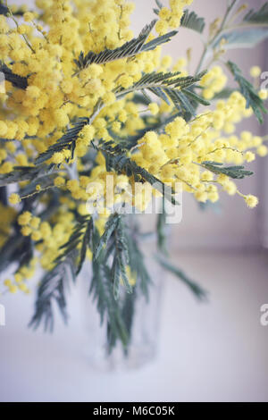 Bush von gelben Mimosen in Glasvase auf hellblauem Hintergrund Stockfoto