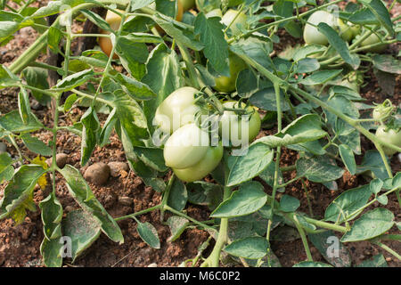grüne Tomaten auf Tomaten-Baum Stockfoto