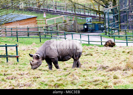 Nashorn Stockfoto