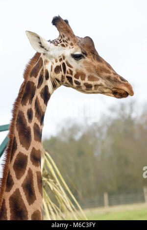 Giraffe Stockfoto