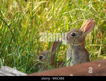 Niedliches Paar junger Europäischer Kaninchen (Oryctolagus cuniculus) zwischen Gras, versteckt und getarnt. Aufgenommen in Kent, England Stockfoto
