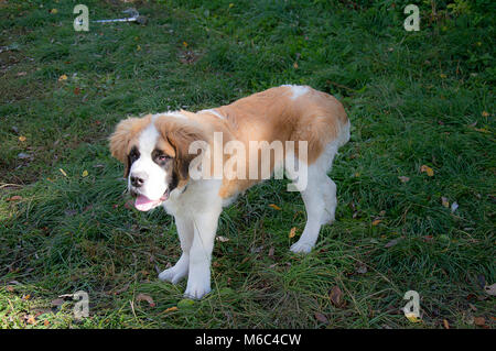 Bernhardiner Welpen spielen im Sommer draußen, auf grünem Gras, guter Hund, cute doggy Stockfoto