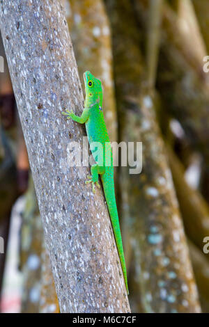 La Digue Taggecko (Phelsuma sundbergi ladiguensis) sitzt auf einem Baumstamm auf La Digue, Seychellen. Stockfoto