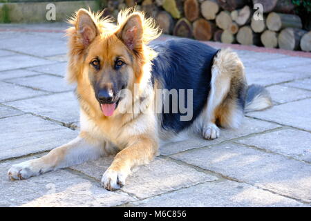 Deutscher Schäferhund Stockfoto