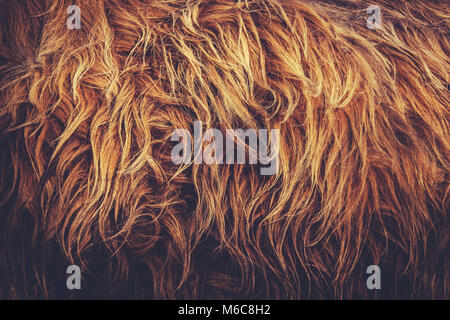 Nahaufnahme eines Highland Kuh Fell Stockfoto