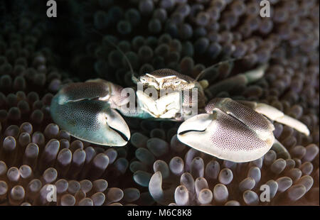 Porzellan Krabben (neopetrolisthes Maculatus). Bild wurde in Moalboal, Philippinen genommen Stockfoto