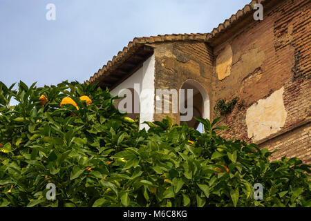 Orange Tree in der Patio del Descabalgamiento, Palacio del Generalife, La Alhambra, Granada Stockfoto