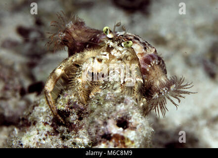 Anemone Hermit Crab (Dardanus Pedunculatus). Bild wurde in Moalboal, Philippinen genommen Stockfoto