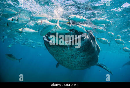 Der Walhai (Firma IPCON typus). Bild wurde in Oslobl, Philippinen genommen Stockfoto