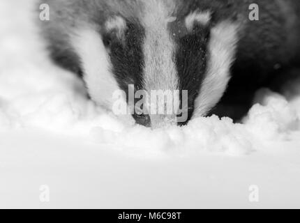 Dachs, der im Winterschnee in einem sub-städtischen Garten, in der Stadt, in der Stadt, in der Stadt, in der Stadt, in der Stadt, in der Stadt. Stockfoto