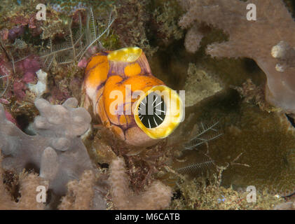 Gold - Mund Seescheiden, Tintenfleck, Seescheiden Polycarpa aurata) ruht auf Korallenriff von Raja Ampat Stockfoto