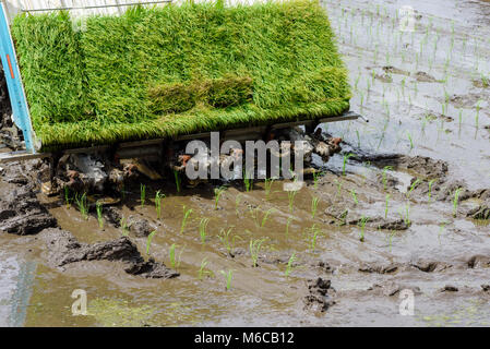 Landwirt transplant Paddy sprossen im Feld mit reisanbau Maschine in Shirakawa-go, Präfektur Gifu, Japan. Stockfoto