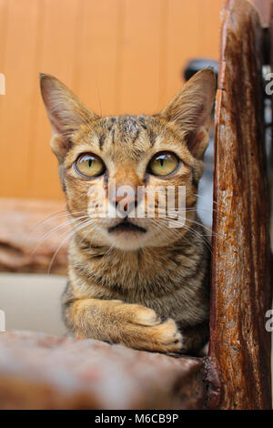 Street cat Stockfoto