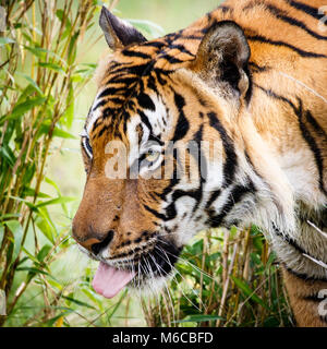 Malaiische Tiger Nahaufnahme Kopf geschossen mit Bambus Hintergrund Stockfoto