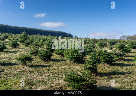 Junge Kiefern gewachsen, die von der Kommission in der Nähe von forrestry Holme Schweineställe Reservoir, Holmfirth, West Yorkshire. Stockfoto
