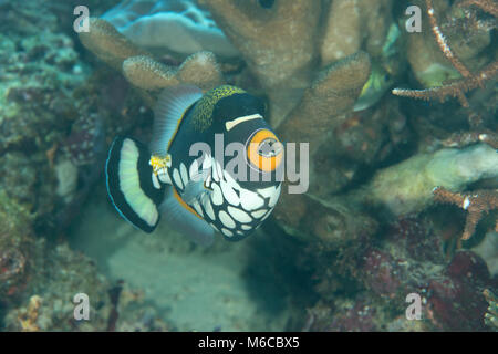 Clown Drückerfisch oder bigspotted Drückerfische, Balistoides conspicillum, Schwimmen über Korallenriff von Bali, Indonesien Stockfoto