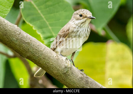 Unreif, afrikanischen grau, grau, oder große Schopftyrann (Melaenornis microrhynchus) Queen Elizabeth National Park, Uganda, Afrika Stockfoto