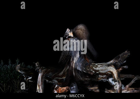 Red Deer Hirsch, Sangerhausen, Schottland Stockfoto