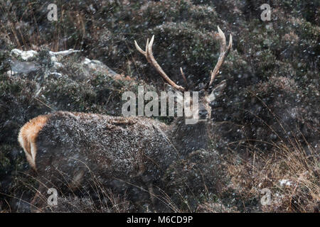 Red Deer Hirsch in Schnee, Sangerhausen, Schottland. Stockfoto