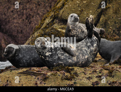 Gruppe der Kegelrobbe (Halichoerus grypus). Auf den Scilly-Inseln, Vereinigtes Königreich, Stockfoto