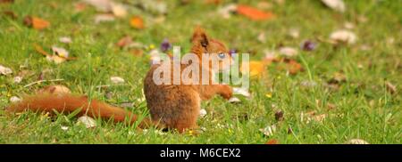 Rothörnchen (Sciurus vulgaris), die sich im Gras sammeln, aus nächster Nähe, Panoramablick. Isles of Scilly, Großbritannien. Stockfoto