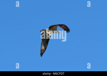 Fischadler (pandion haliaetus) fliegen mit Fisch in den Krallen, Myakka River State Park, Florida, USA Stockfoto